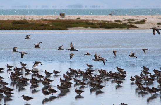 Pukorokoro Miranda Shorebird Centre